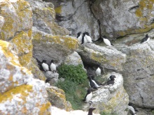 gotland12