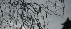 cropped-Hassel.jpg