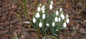 cropped-Snödroppar.jpg