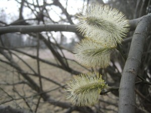 Bild 2 sälg
