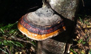 Obestämd ticka