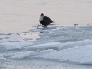 Strömstare