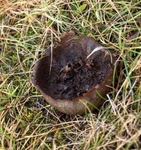 Röksvamp Hans bild