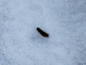 Spinnare i snö