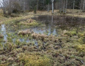 Bild 5 en liten sjö