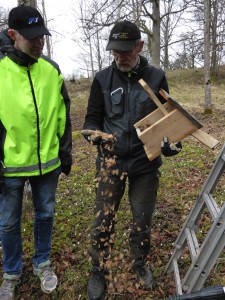 Nötväckan