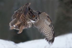 provflygning