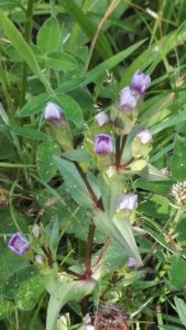 Fältgentiana Kristina