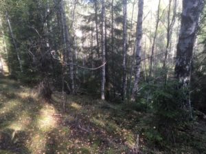 inges-bild-3