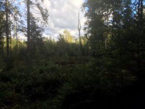 ings-bild-2